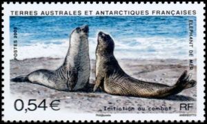 Southern Elephant Seal (Mirounga leonina)