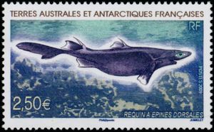 Spurdogs Shark (Squalus sp.)