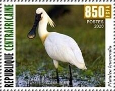 Eurasian Spoonbill (Platalea leucorodia)