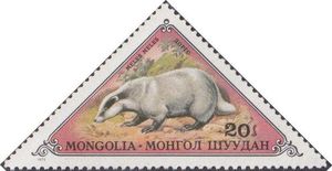 Asian Badger (Meles meles)