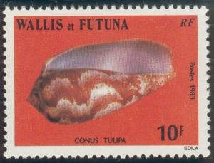 Tulip Cone (Conus tulipa)