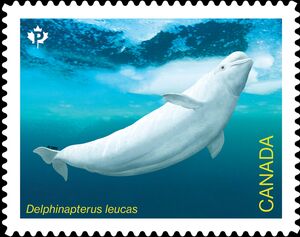 Beluga (Delphinapterus leucas)