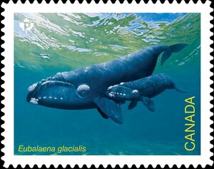 North Atlantic Right Whale (Eubalaena glacialis)