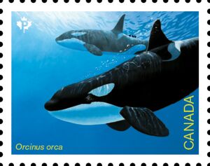 Killer Whale (Orcinus orca)