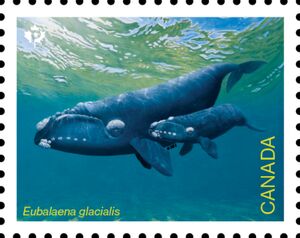 North Atlantic Right Whale (Eubalaena glacialis)