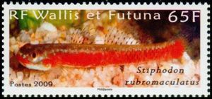 Freshwater Goby (Stiphodon rubromaculatus)