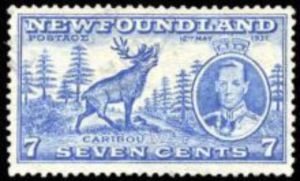 Caribou (Rangifer tarandus terraenovae)
