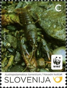 Stone Crayfish (Austropotamobius torrentium)
