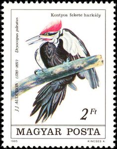Pileated Woodpecker (Dryocopus pileatus)