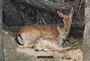 Fallow Deer