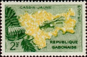 Golden Shower Tree (Cassia fistula "deareana")