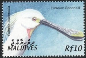 Eurasian Spoonbill (Platalea leucorodia)