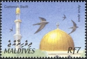 Common Swift (Apus apus), Mosque