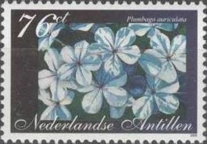 Plumbago auriculata