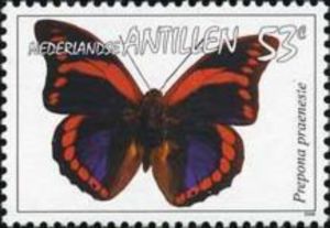 Prepona Butterfly (Prepona praeneste)