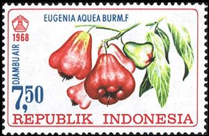 Djambuair (Eugenia aquea Burm.f)