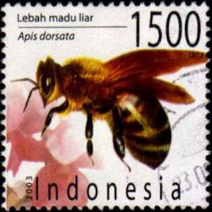 Giant Honeybee (Apis dorsata)