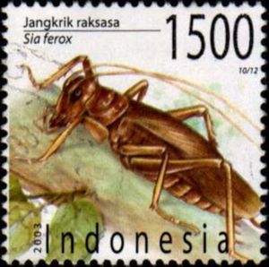 Cave Cricket (Sia ferox)