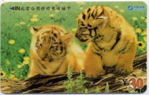 Chinese New Year of Tiger