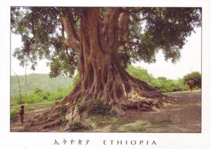 Dawa Tree Postcard: Shola (ficus) tree near Dire Dawa (Ethiopia(Dire Dawa) Col:ET ...