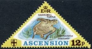 Hawksbill Turtle (Eretmochelys imbricata)