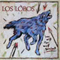 Los Lobos: How Will The Wolf Survive?