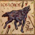 Los Lobos: How Will The Wolf Survive?