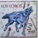 Los Lobos: How Will The Wolf Survive?