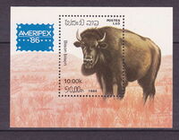 American Bison (Bison bison)