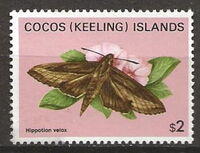 Moth (Hippotion velox)