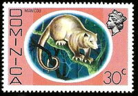 Common Opossum (Didelphis marsupialis)