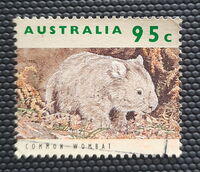 Common Wombat (Vombatus ursinus)