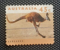 Red Kangaroo (Osphranter rufus)