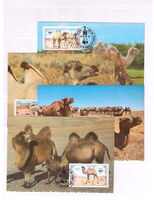 Bactrian Camel (Camelus bactrianus)