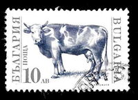 Domestic Cow (Bos primigenius taurus)