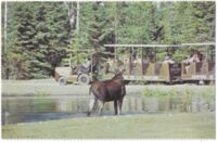 Elan, Zoo St-Félicien