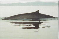 Fin Whale's Back
