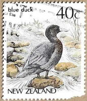 Blue Duck (Hymenolaimus malacorhynchos)