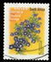South Africa: Karoo Violet (Aptosimum procumbens) - Suid-Afrika, 2001