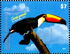 Argentina: Toco Toucan (Ramphastos toco), 2015