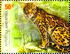 Argentina: Ocelot (Leopardus pardalis), 2001