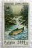 Poland: River Trout (Salmo trutta fario), Black Vistula Waterfall, 1992