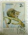 匈牙利: Wildcat (Felis silvestris), 1986