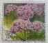 Ukraine: Valeriana officinalis L., 2018