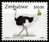 Zimbabwe: Ostrich (Struthio camelus), 2000