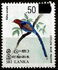 Sri Lanka: Ceylon Blue Magpie (Kitta ornata), 2005