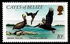 伯利兹群岛: Brown Pelican (Pelecanus occidentalis), 1984