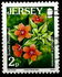 Jersey: Scarlet Pimpernel (Anagallis arvensis), 2005