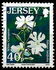 Jersey: White Campion (Silene latifolia), 2005