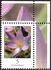 Germany, Federal Republic: Woodland Crocus (Crocus tommasinianus), 2005